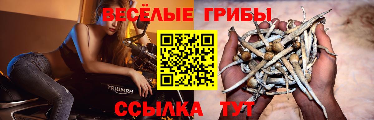 Галлюциногенные грибы MAGIC MUSHROOMS  Псилоцибиновые грибы мицелий  Отрадное  Вход с VPN 